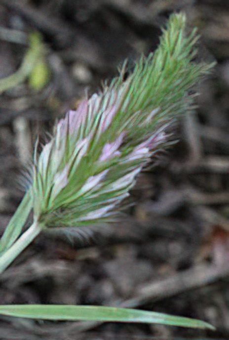 Narrow-leaved Clover