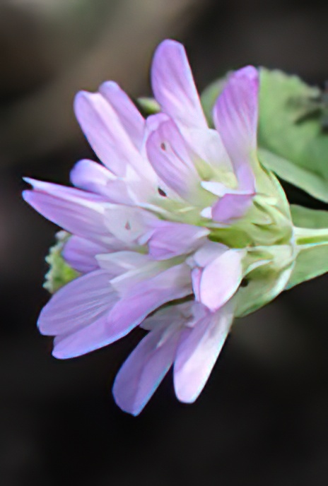 Reversed or Persian Clover