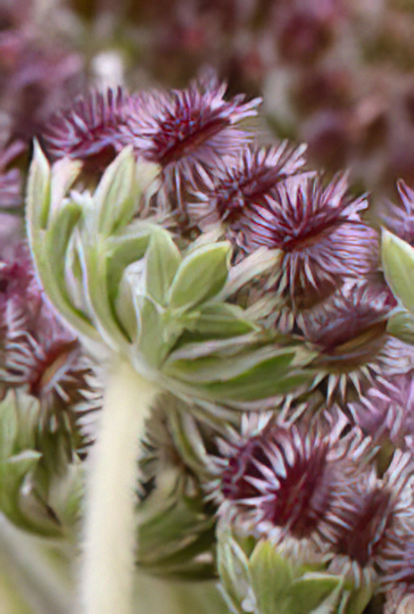 Wild Carrot (fruit)