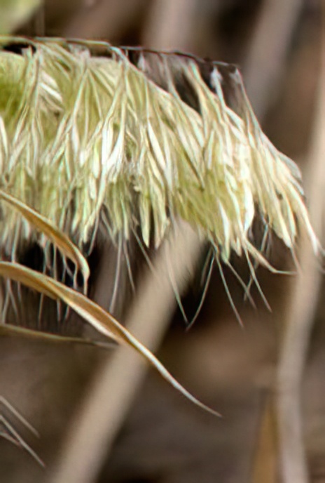 Goldentop or Golden Dog’s-tail Grass