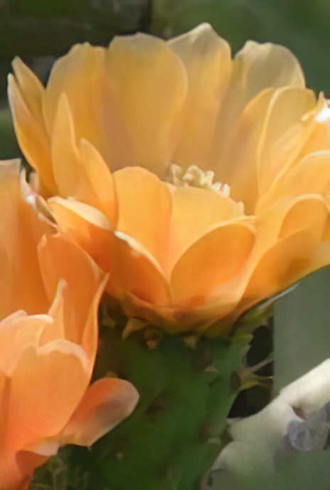 Indian Fig Opuntia or Barbary Fig or Prickly Pear