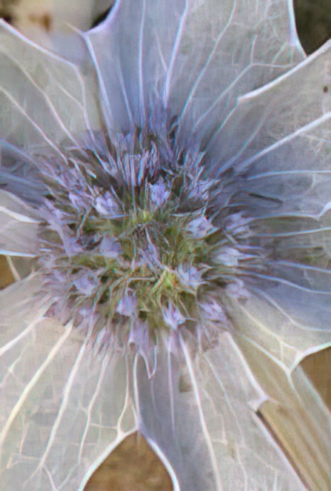 Sea Holly