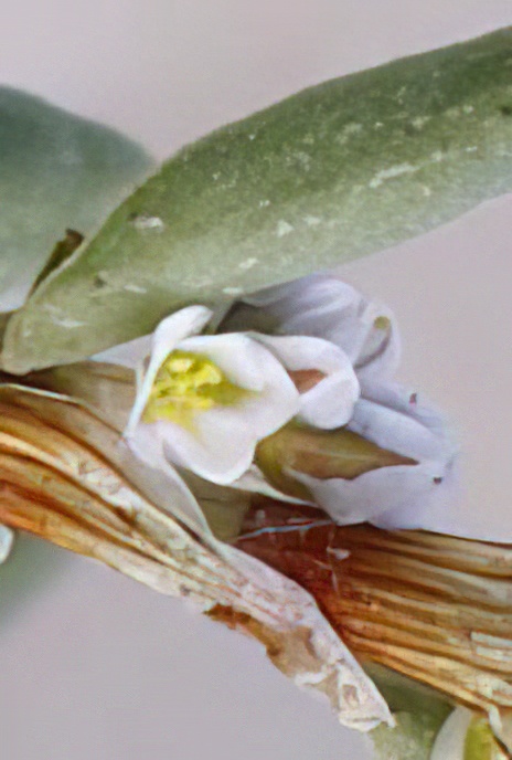 Sea Knotgrass