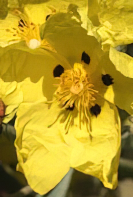 Spotted Yellow Sunrose