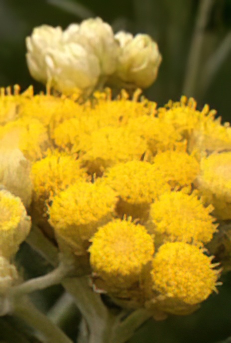 Strawflower
