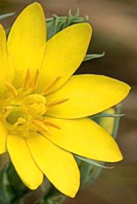 Yellow-wort