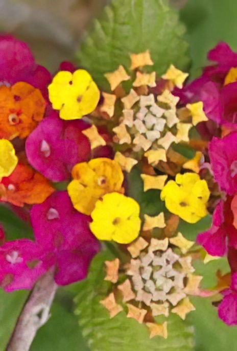 Spanish Flag or West Indian Lantana or Ham ‘n’ Eggs