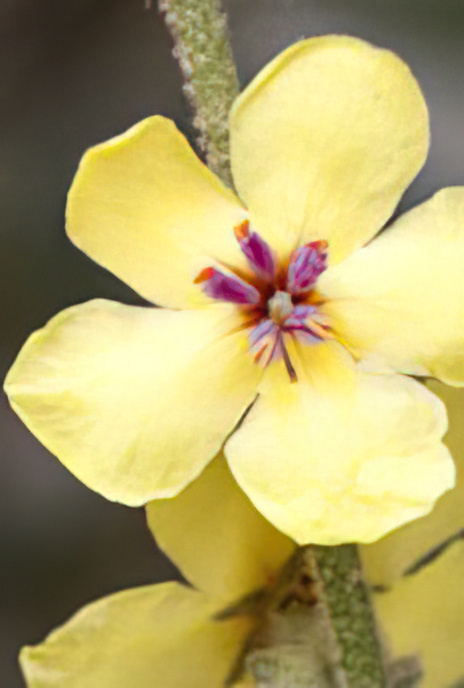 Twiggy Mullein