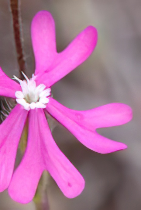 Pink Pirouette