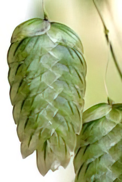 Greater Quaking Grass or Rattlesnake Grass