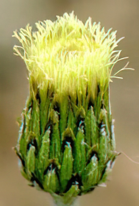 Rock Phagnalon or African Fleabane