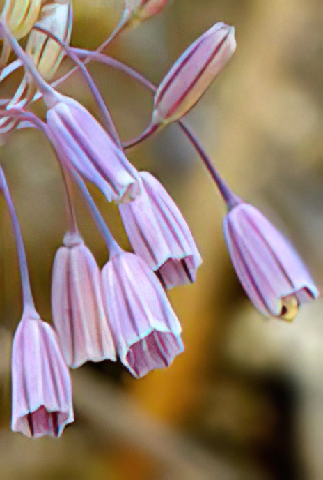 Slender-flowered Garlic