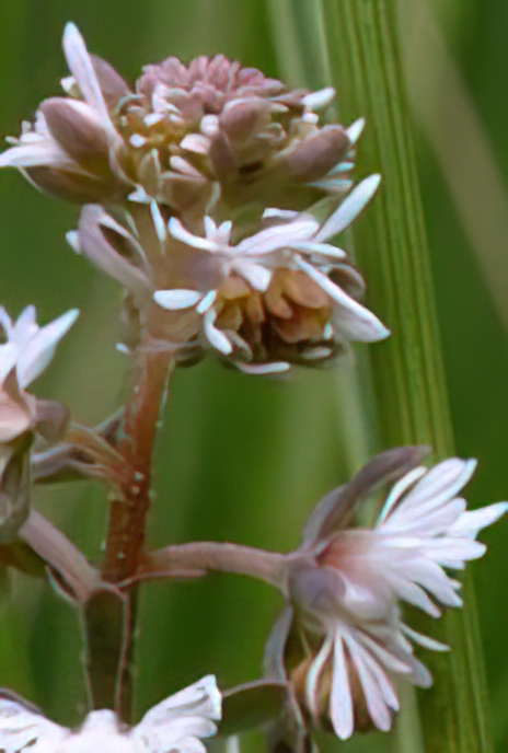 Corn or Rampion Mignonette