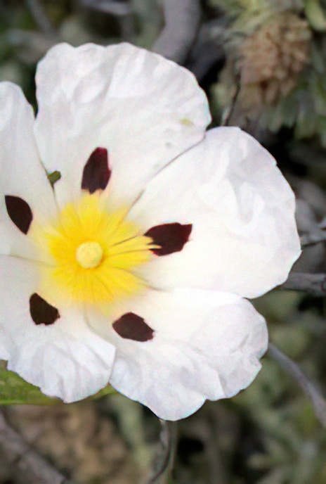 Gum Rockrose