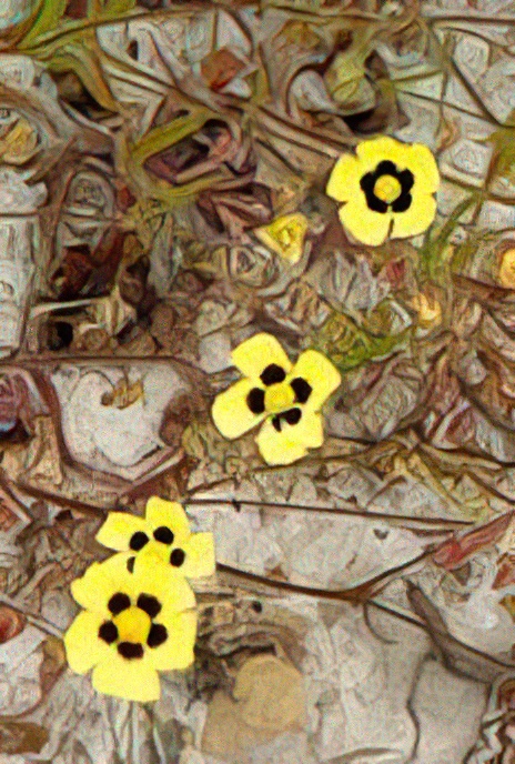 Spotted Rockrose