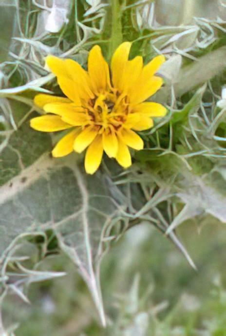 Spanish Oyster Thistle