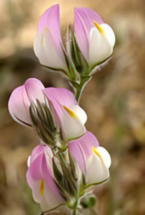 Andalucian Restharrow