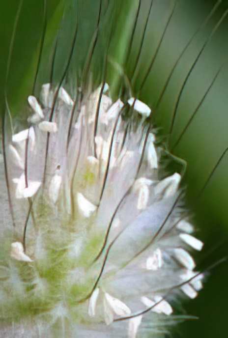 Mediterranean Plantain