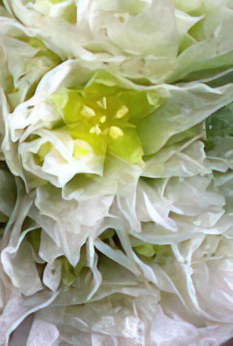 Silver  Nailwort or Silvery Whitlow Wort