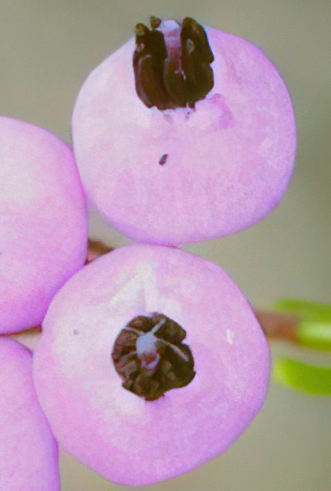 Portuguese Heath