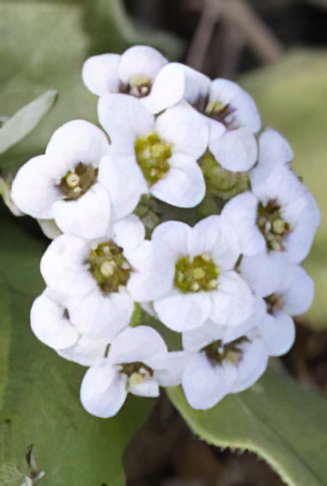 Sweet Alyssum