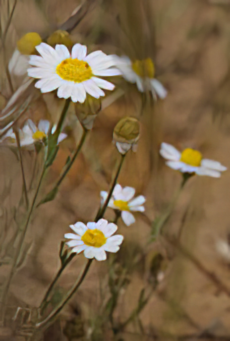 Crown Daisy