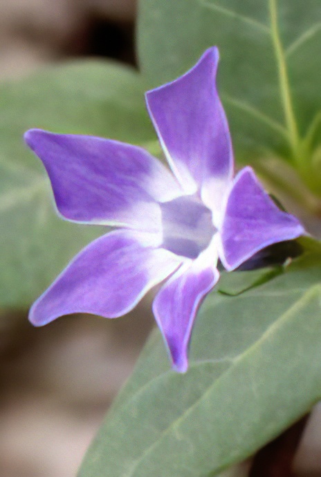 Lesser Periwinkle