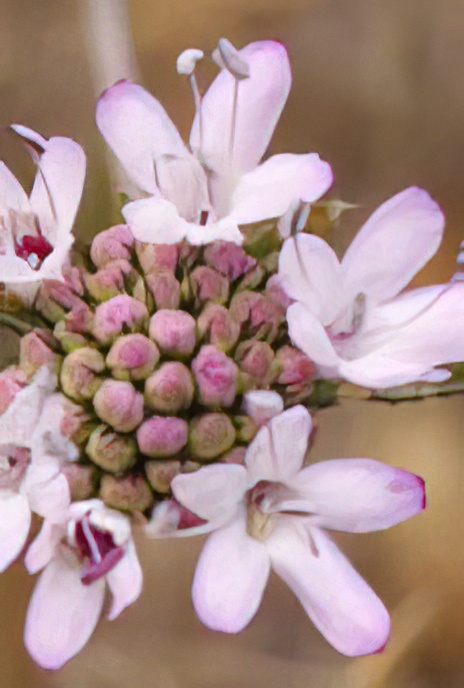 Small Scabious