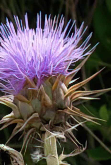 Illyrian Cottonthistle