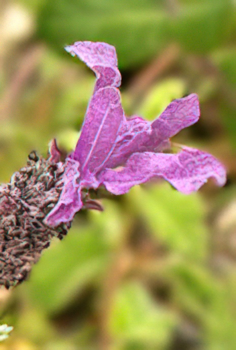 French or Spanish Lavender