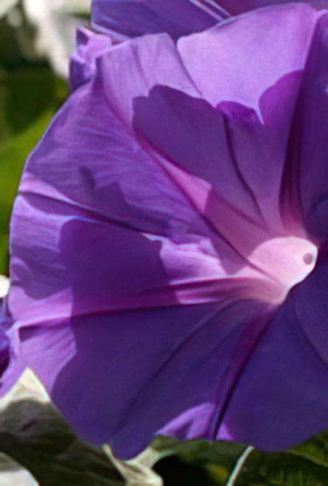 Purple Morning Glory