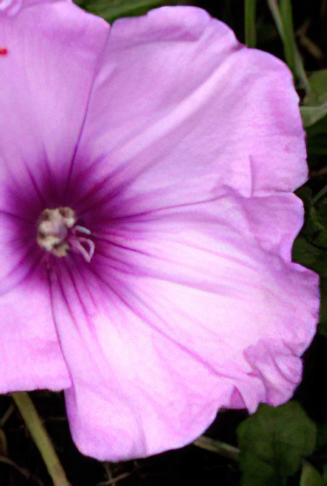Mallow-leaved Bindweed
