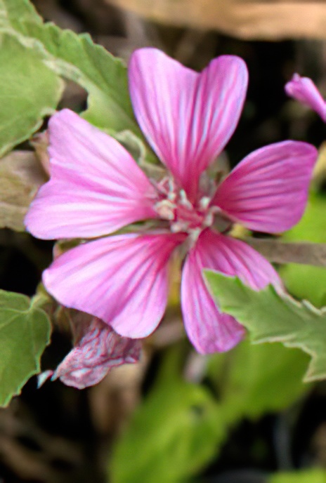Tree Mallow