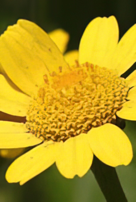 Golden Marguerite or Yellow Chamomile