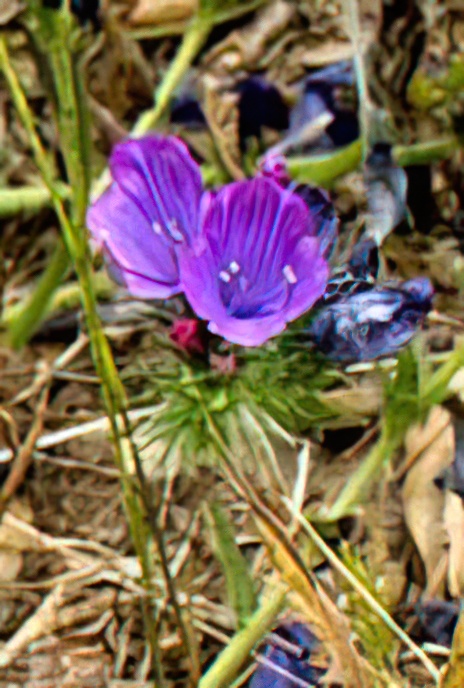 Purple Viper’s Bugloss, Patterson’s Curse, Salvation Jane, Blueweed, Lady Campbell Weed or Riverina Bluebell.