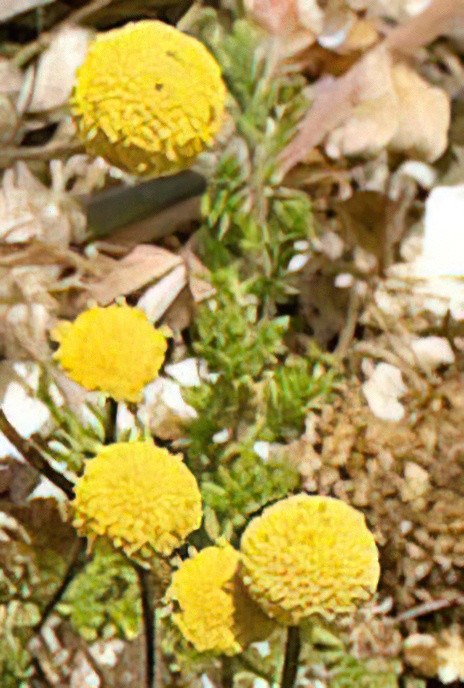 Buttonweed or Brass Buttons