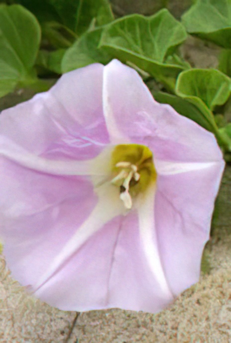 Sea Bindweed