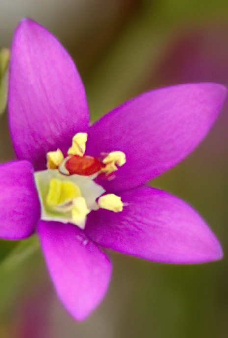 Seaside Centaury