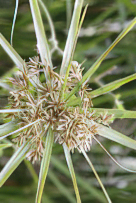 Galingale