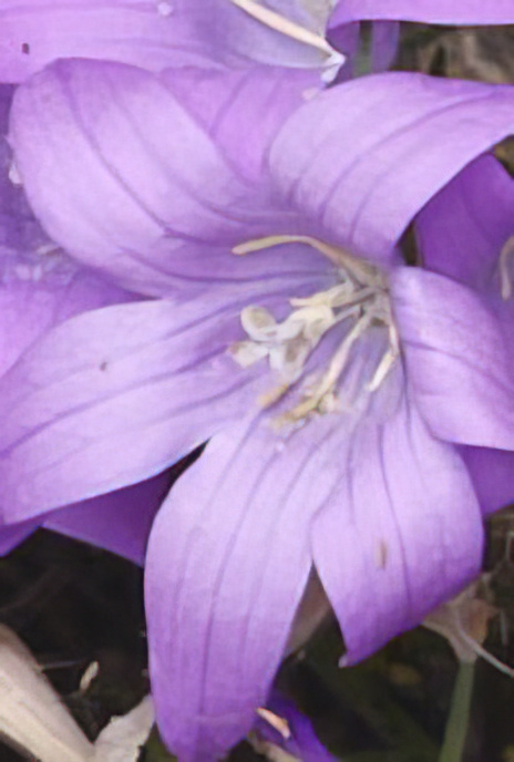 Rampion or Spreading Bellflower