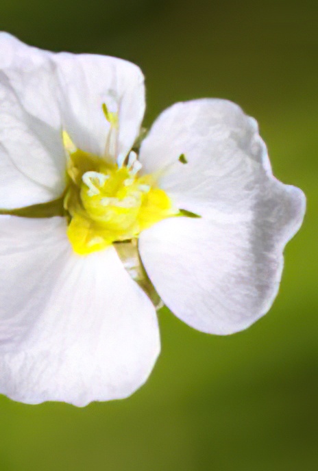 Common Water-plantain or Mad-dog Weed