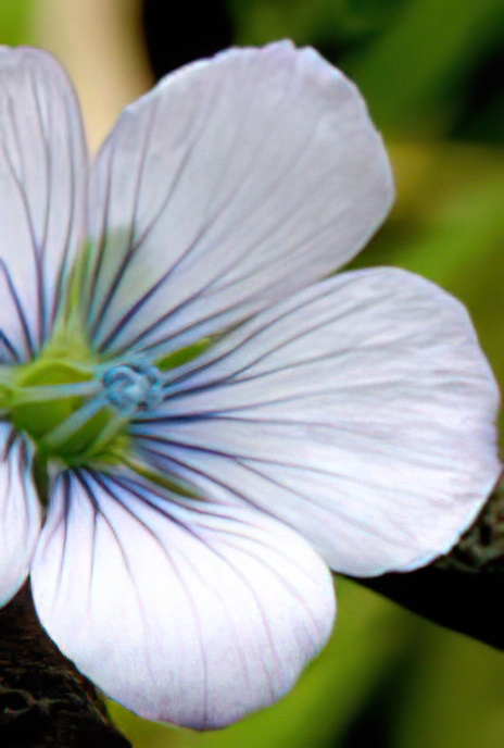 Pale Flax