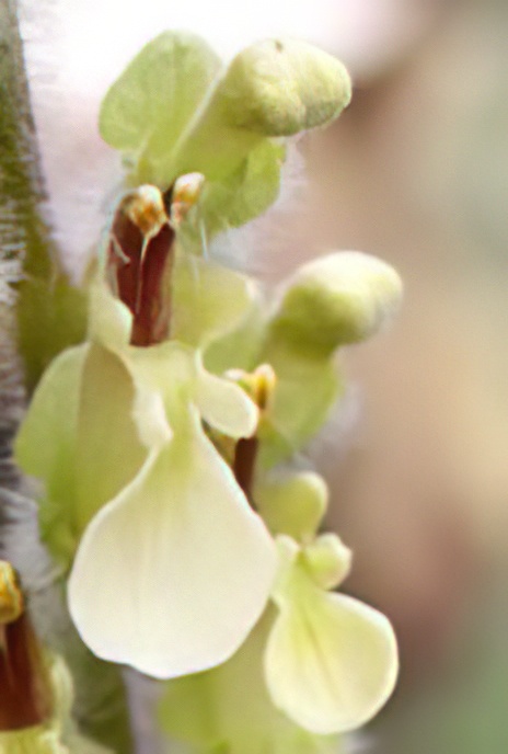 Wood Sage