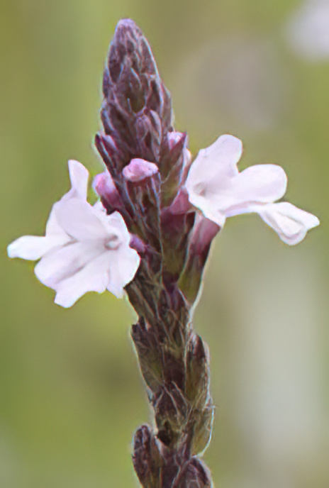 Vervain
