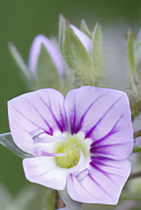 Common Speedwell