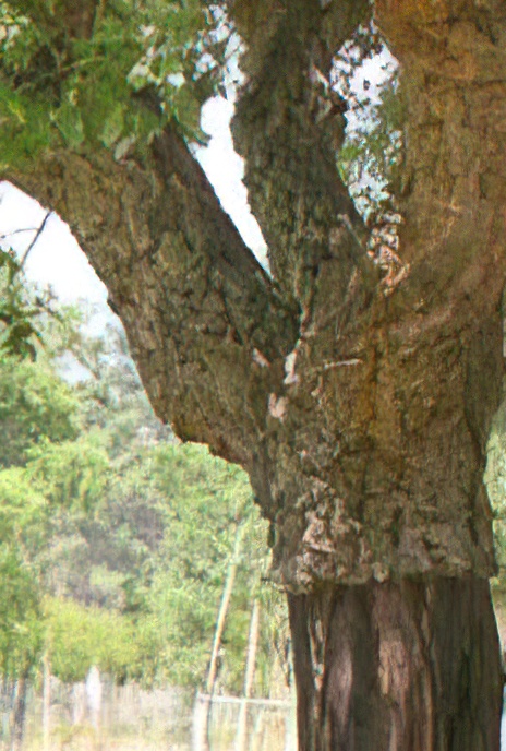 Cork Oak