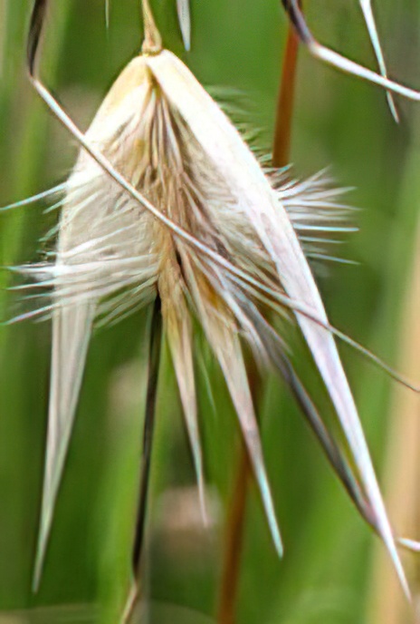 Wild Oat
