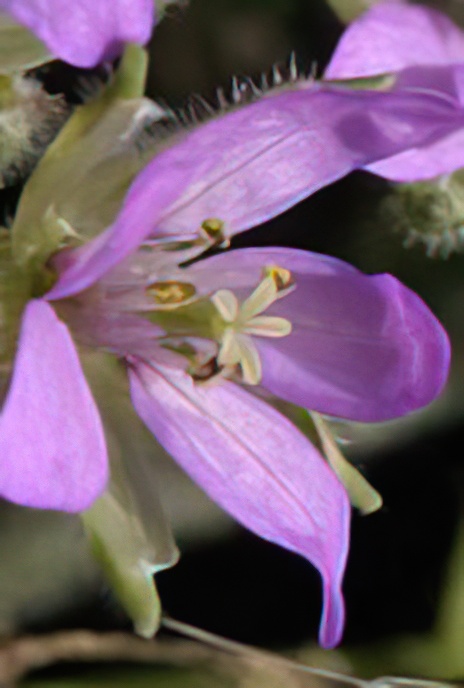 Common Stork’s-bill