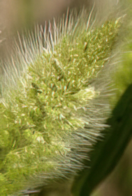 Foxtail Bristle-grass