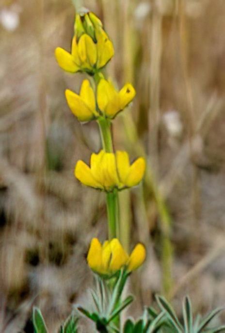 European Yellow Lupine